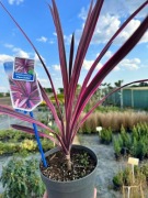 Kordylina (cordylina) australijska PASO DOBLE