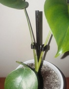 Podpora do roślin doniczkowych z uchwytami