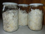 Boczniak ostrygowaty zaszczepiacz grzybnia na ziarnie