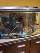 Akwarium aquael 200l panorama plus osprzęt 