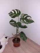 Monstera deliciosa 'Variegata'
