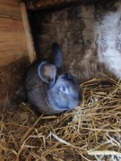 Króliki krzyżówka samiec samica 