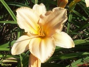 Hemerocallis / Liliowiec: Grażyna