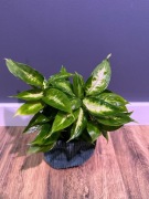 Dieffenbachia 'Camilla', 30 cm