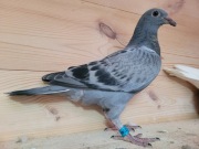 Samica po oryg A&W Drapa 4x Inbred Pokerface 12x1 konk mocny Inbred 