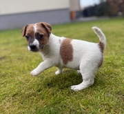 Jack Russell Terrier od # BOMBA Smartie Jacks # suczka wkrótce do odbioru