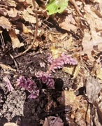 Łuskiwenik różowy 