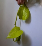 EPIPREMNUM NEON cięty pęd 2 liście