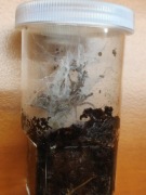 Heterothele gabonensis L5/6