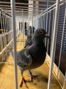 STICHELBAUT 100% i SCHLOEMER 100%