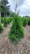 Thuja Smaragd zimozielona