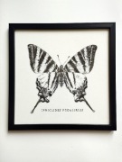 Obraz paź żeglarz, Iphiclides Podalirius