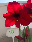 Zwartnica, Amarylis nr 10 obwód 24+cm