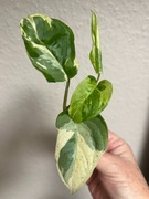 Monstera Adansonii Sp. Laniata Variegata ukorzeniona sadzonka