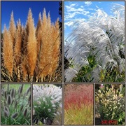 Zestaw 5 Traw ozdobnych +Gratis