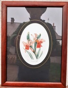 Storczyk grawiura (rycina) barwna15x12cm, 26x33cm