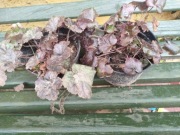 Żurawka "Plum Pudding"