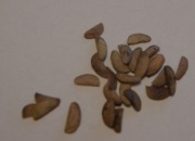 Eleuterokok kolczasty (łac. Eleuterococcus senticosus)- nasiona 20szt.