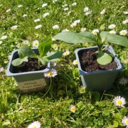 Srokrotka ogrodowa sadzonki