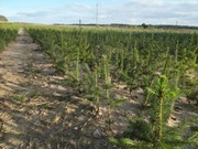 Świerk Pospolity 20-30 2/1 / srebrny Jodła choinki