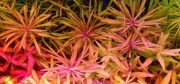 Pogostemon kimberley 