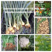 Cebula  organiczna uprawa Smart