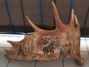 Poroże, łopata łosia