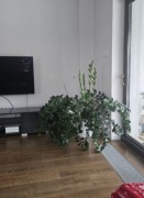 Kwiat doniczkowy zamioculcas
