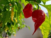 Papryka Carolina Reaper Red HP22B, 10 nasion