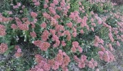 Rozchodnik sedum 