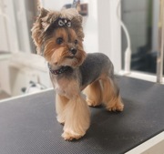 Groomer, fryzjer dla psów - Częstochowa