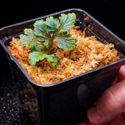 Selaginella willdenowii Variegata – roślina kolekcjonerska PREMIUM