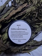 Naturalna maść z babki lancetowatej