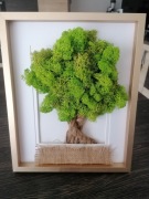 Chrobotek drzewko szczęścia ramka  okazja 