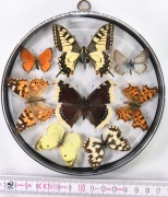 Gablotka PL_M_04 dwustronna, motyle POLSKI.