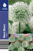 Czosnek ozdobny allium Mont blanc