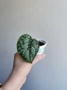 Scindapsus pictus trebie - roślina doniczkowa 