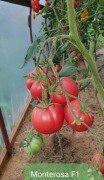 Nasiona Pomidor Monterosa F1. Mam też inne odmiany. Promocja na 5 szt