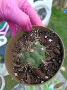 kaktus Gymnocalycium saglionis