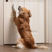 Folia ochronna na DRZWI SAMOPRZYLEPNA POŁYSK 200x100 cm Przeciw zadrapaniom