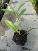 Laurowiśnia  caucasica w doniczkach