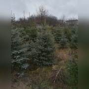 Sprzedaż choinek świątecznych
