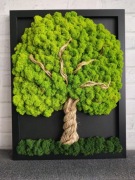 Prezent obraz mech chrobotek 40x50cm