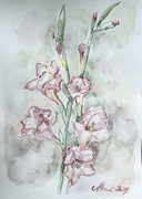 „ Mieczyki” piękna akwarela