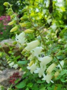 Dzwonek Makaszwili / Campanula makaschvilii