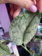 scindapsus silver platinum-cięty