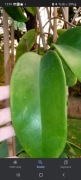 Hoya Monette  sadzonka 
