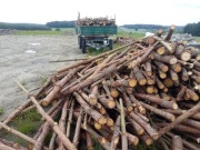 Drzewo opalowe galeziowka