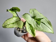 Syngonium Three Kings w hydroponice do wyboru