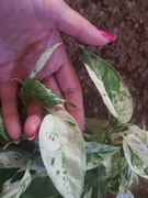 Epipremnum pinatum pinnatum marbel variegata cięta